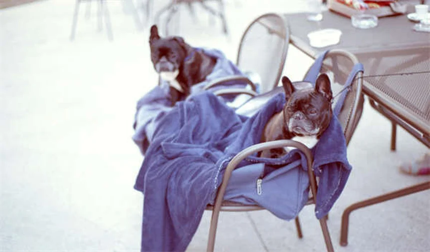 クリーナーシュリンプとは？水槽掃除のプロが教える7つの魅力