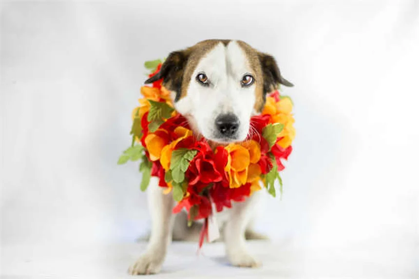 ハイランドポニーの特徴と魅力｜スコットランドの貴重な馬種